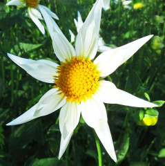 Dahlia ' VERRONE'S MORNING STAR '  (Orchette)   Verrone  USA  2011 Visit to the USA 2012    (David Brown)
